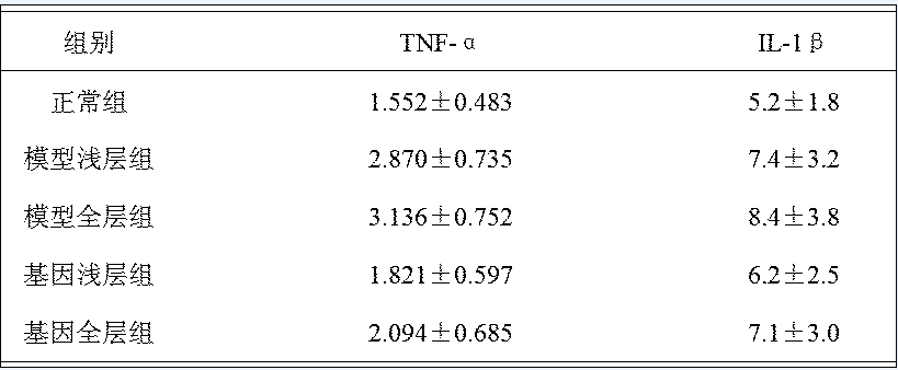基因治疗退变颈椎间盘的家兔实验研究