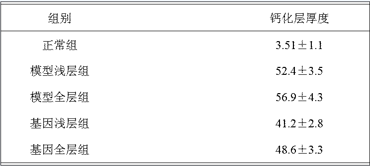 基因治疗退变颈椎间盘的家兔实验研究