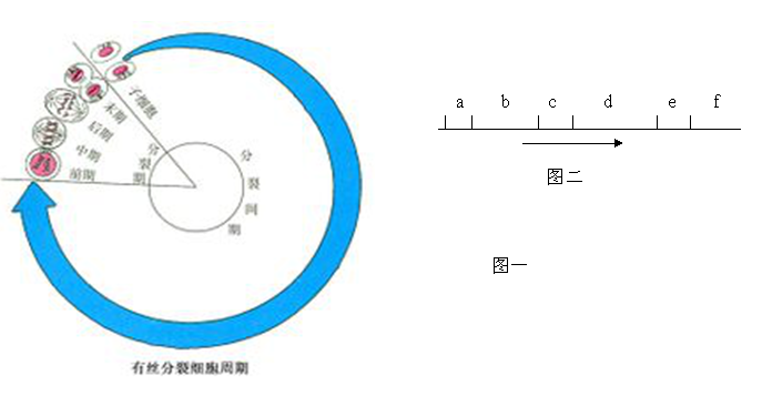 樟脑丸消失是什么原理_萘是樟脑丸吗(3)