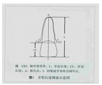 根管治疗后牙齿牙根吸收程度在正畸治疗过程中