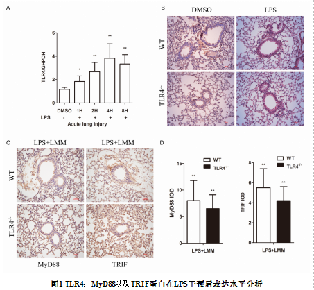 低分子量透明质酸经由MyD88\/TLR4 非依赖
