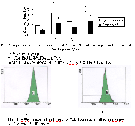 线粒体功能障碍在高糖刺激的小鼠足细胞凋亡中