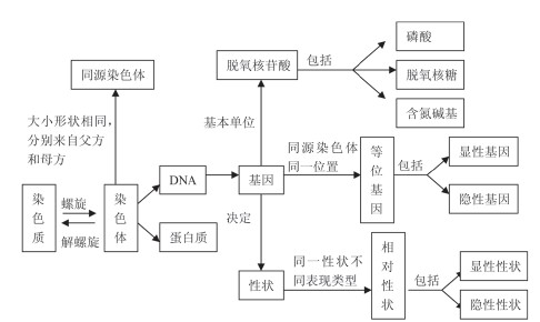浅谈概念图在高中生物教学中的运用