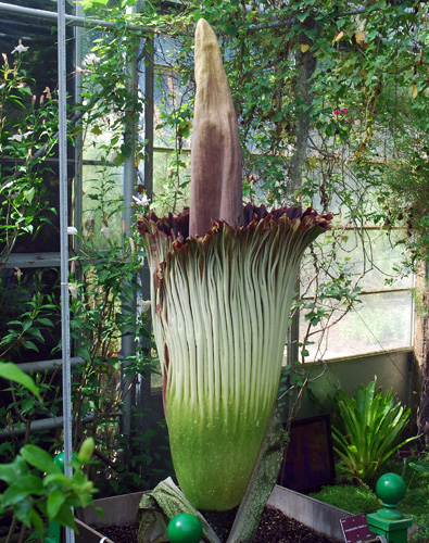 法国展出世界上最臭的尸花